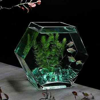 魚の模型 8体セット Amazon | otoye メダカ タンク 水槽 アクアリウム 六角形 金魚